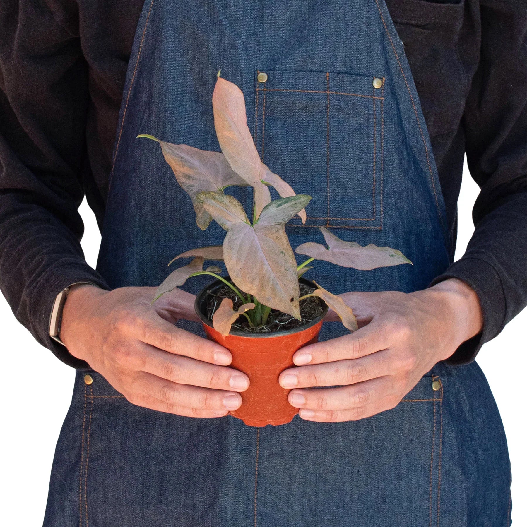 Syngonium &