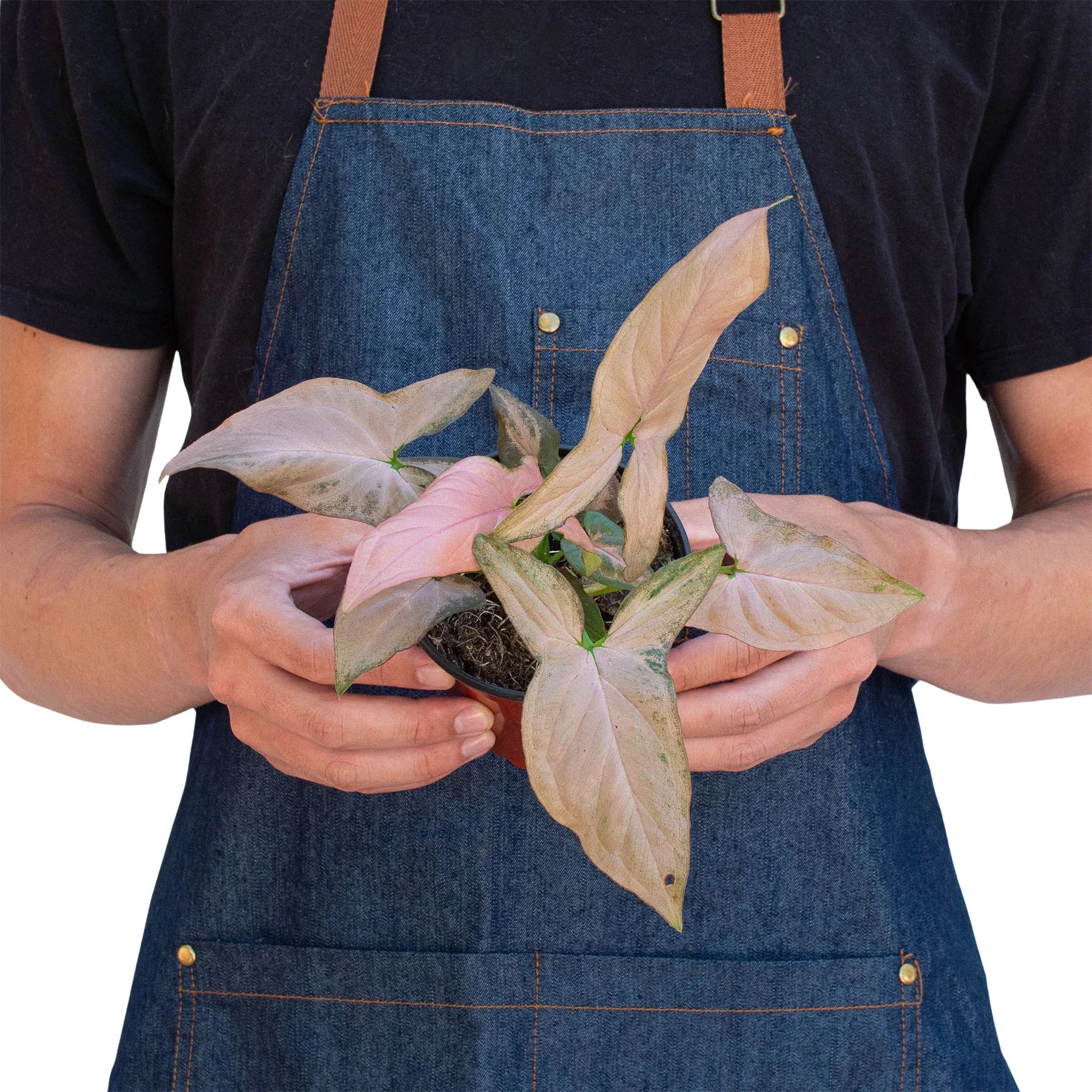 Syngonium &