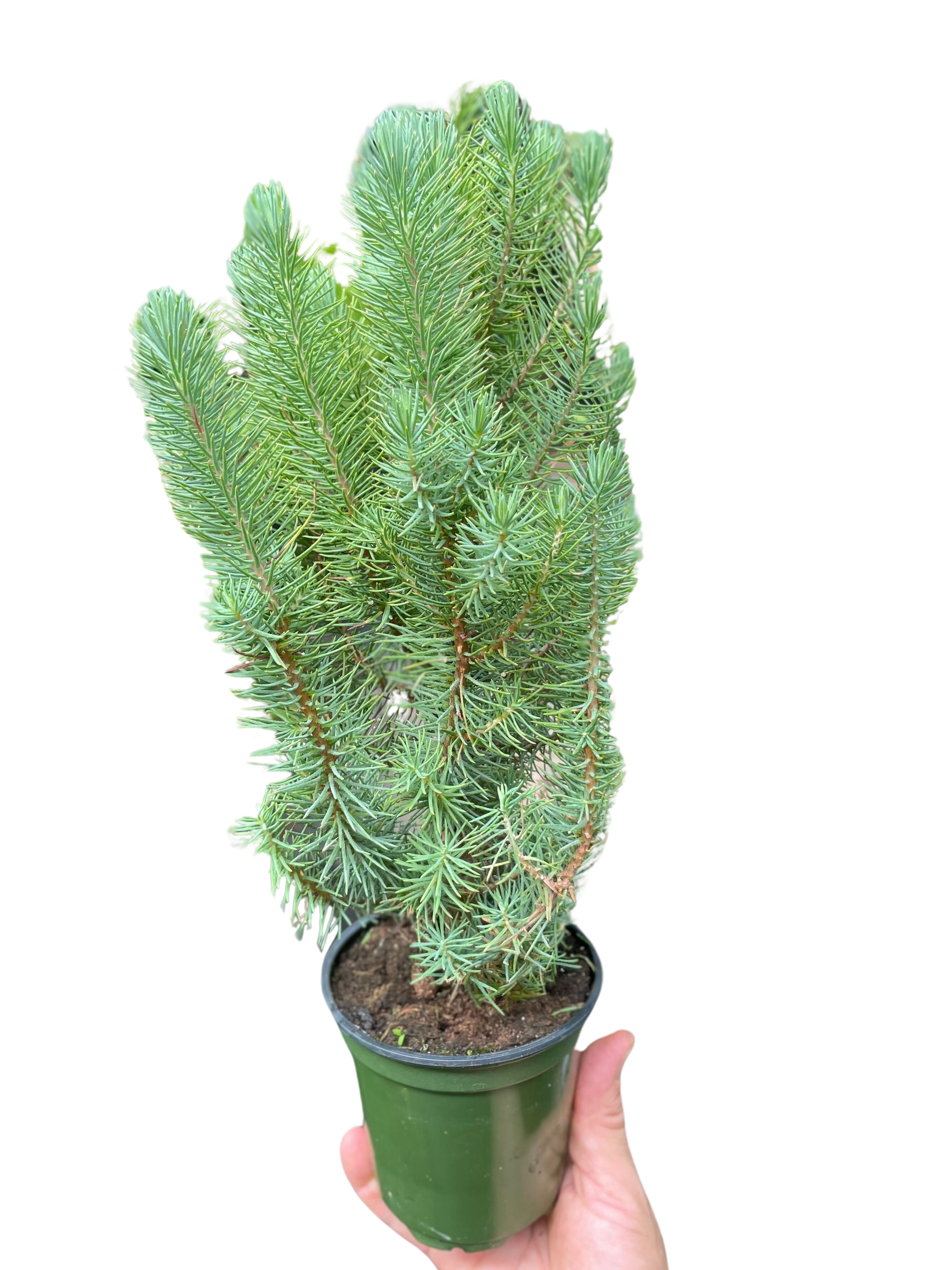 Blue Pine Trees
