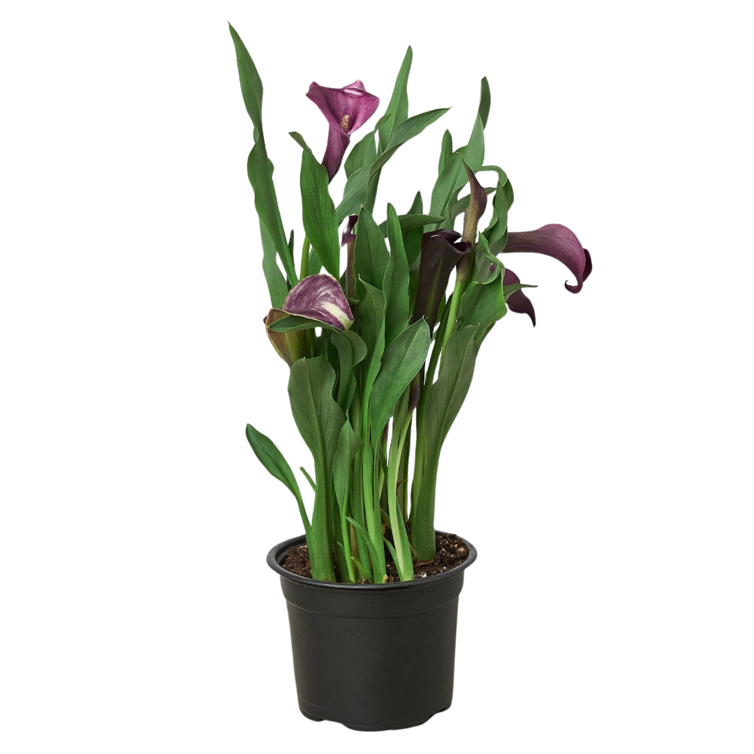 Calla Lily Verta calla-lily-verta