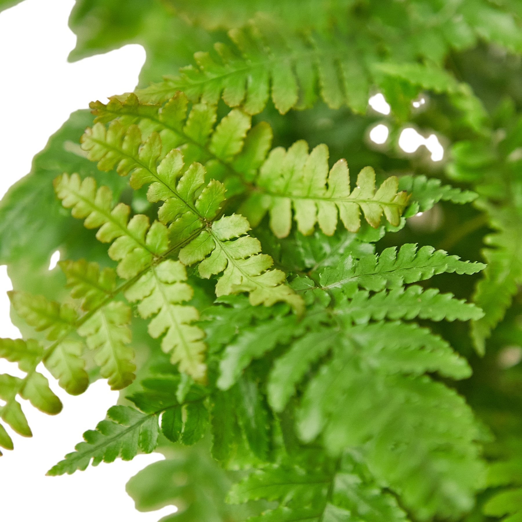 Autumn Fern Plant (Dryopteris erythrosora) – A Stunning Color-Changing Fern
