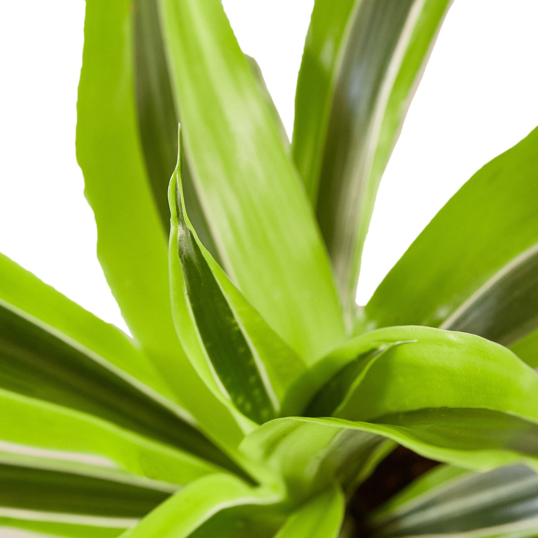 Dracaena Deremensis &