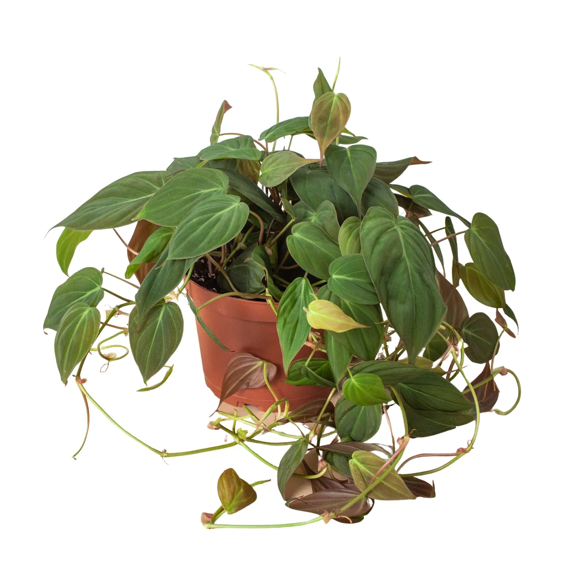 Philodendron &