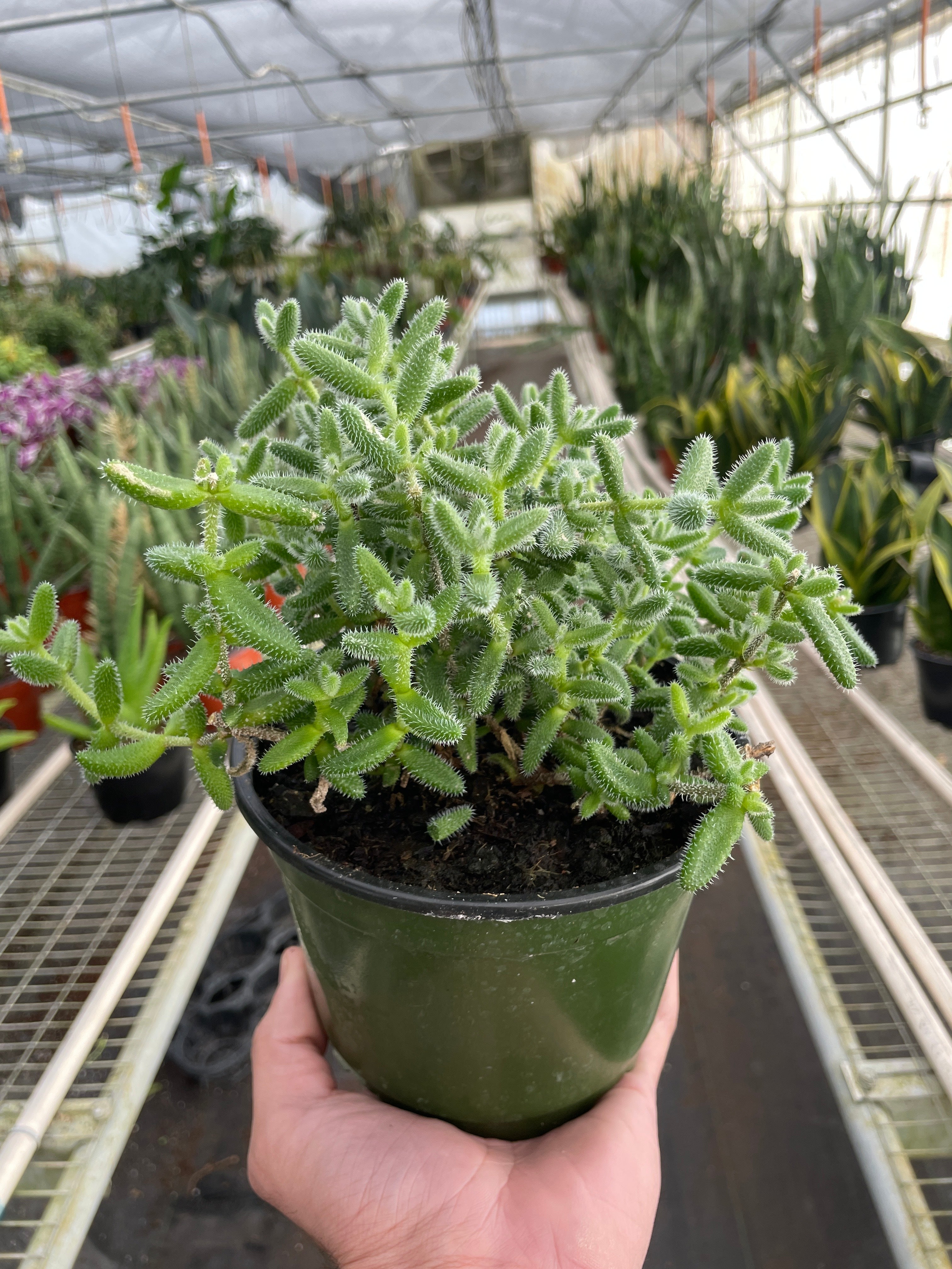 Delosperma echinatum &