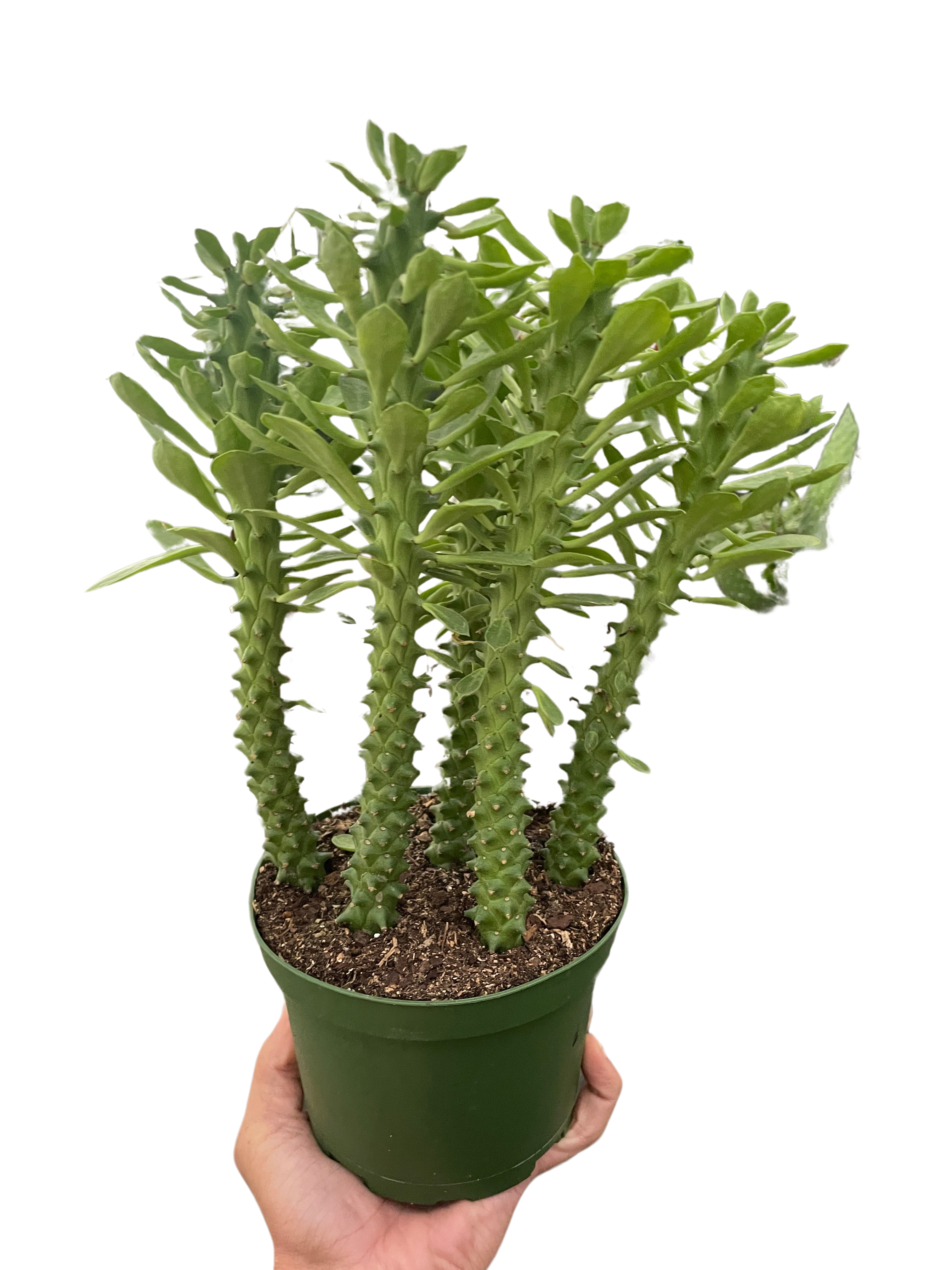 Euphorbia &