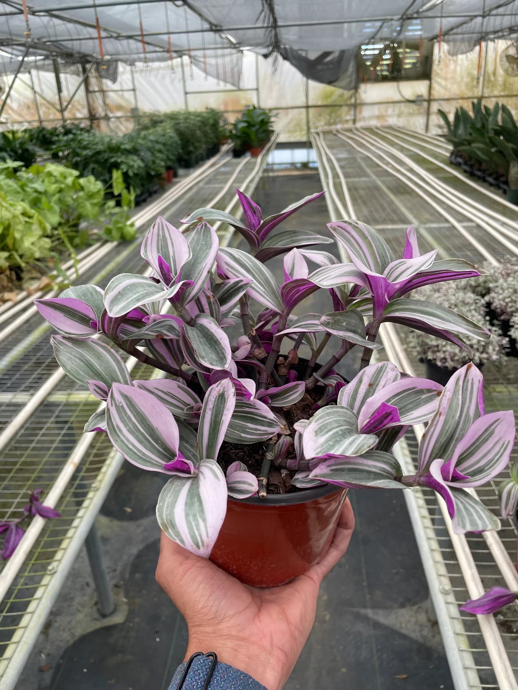 Tradescantia &