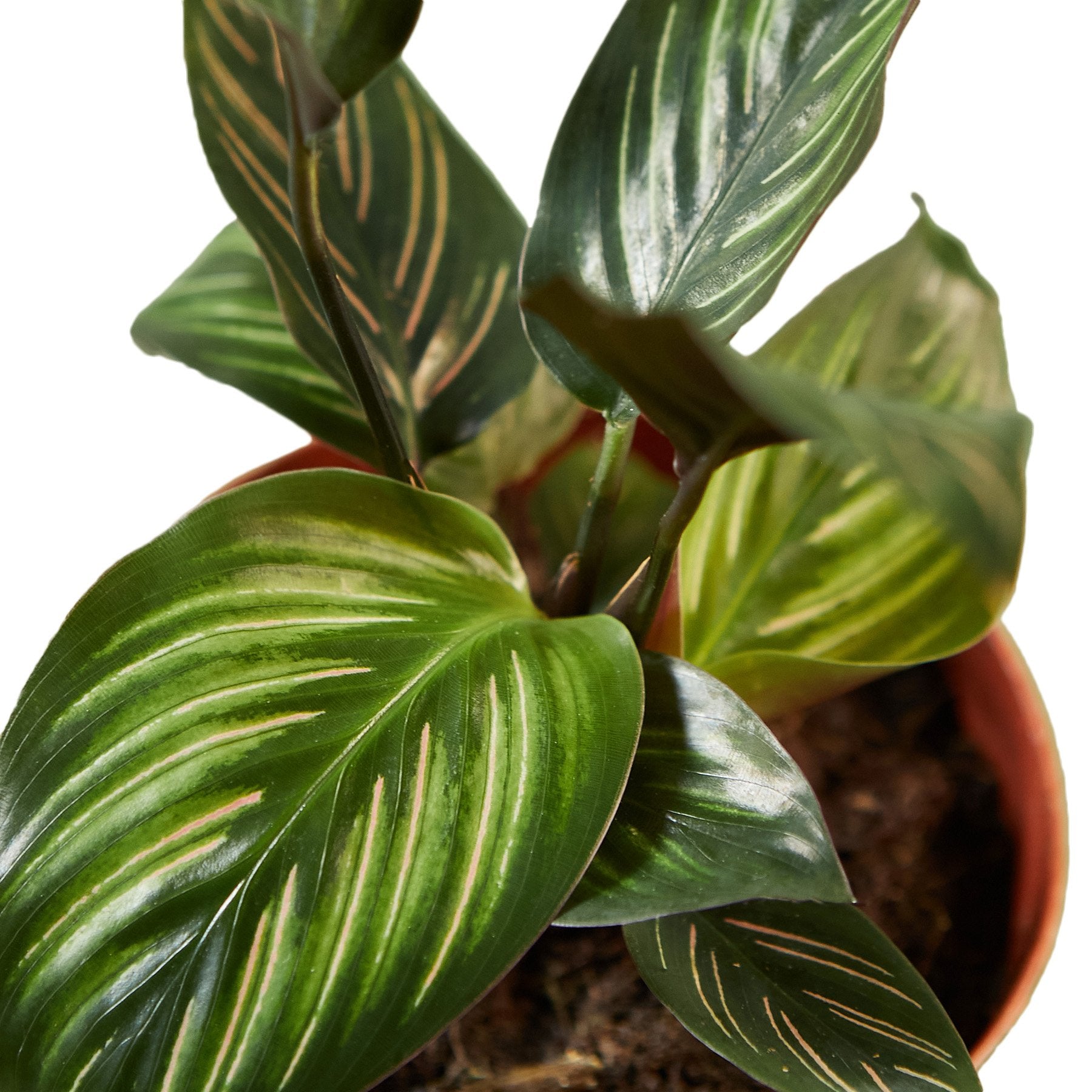 Calathea &