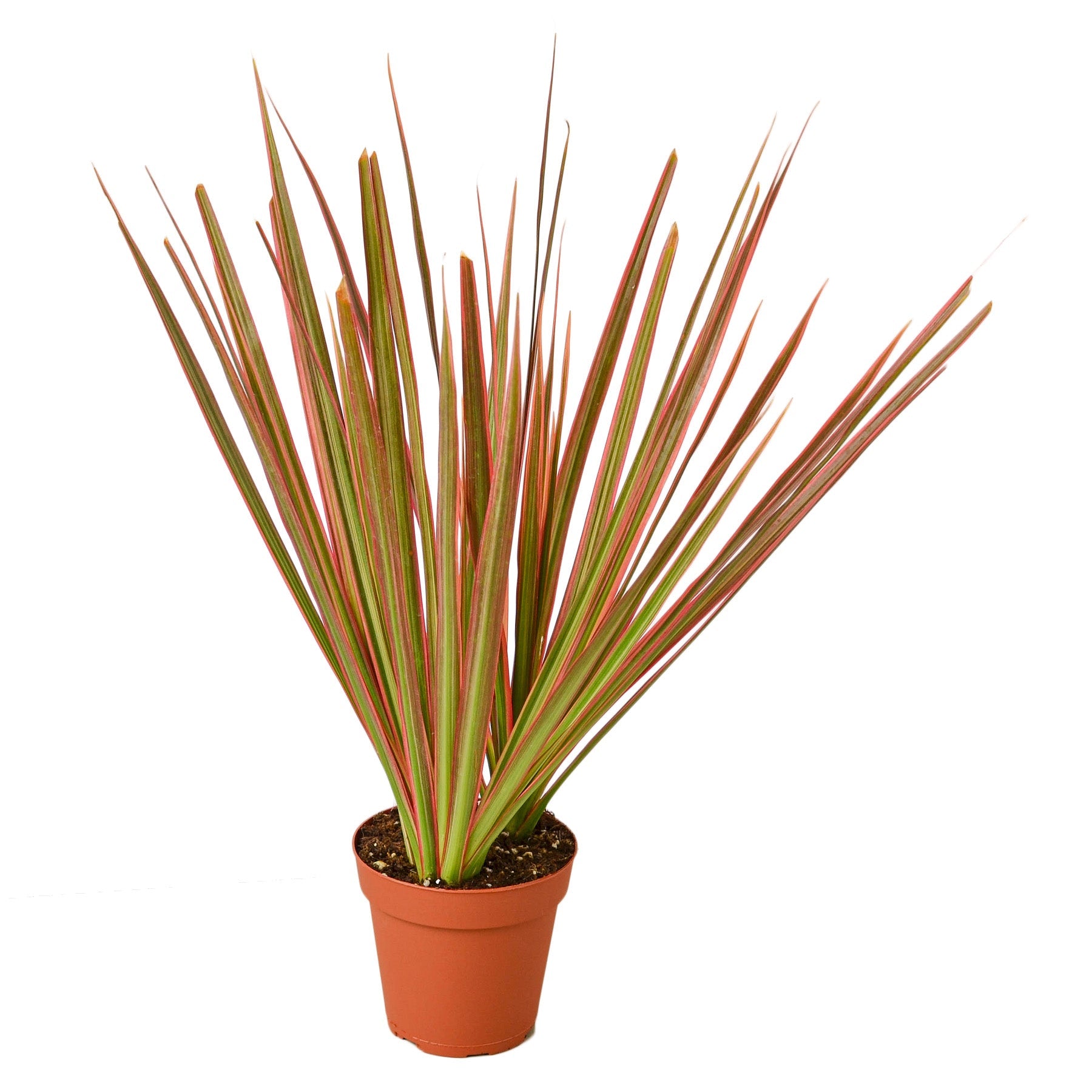 dracaena marginata amazon Dracaena 'Colorama' – Verta