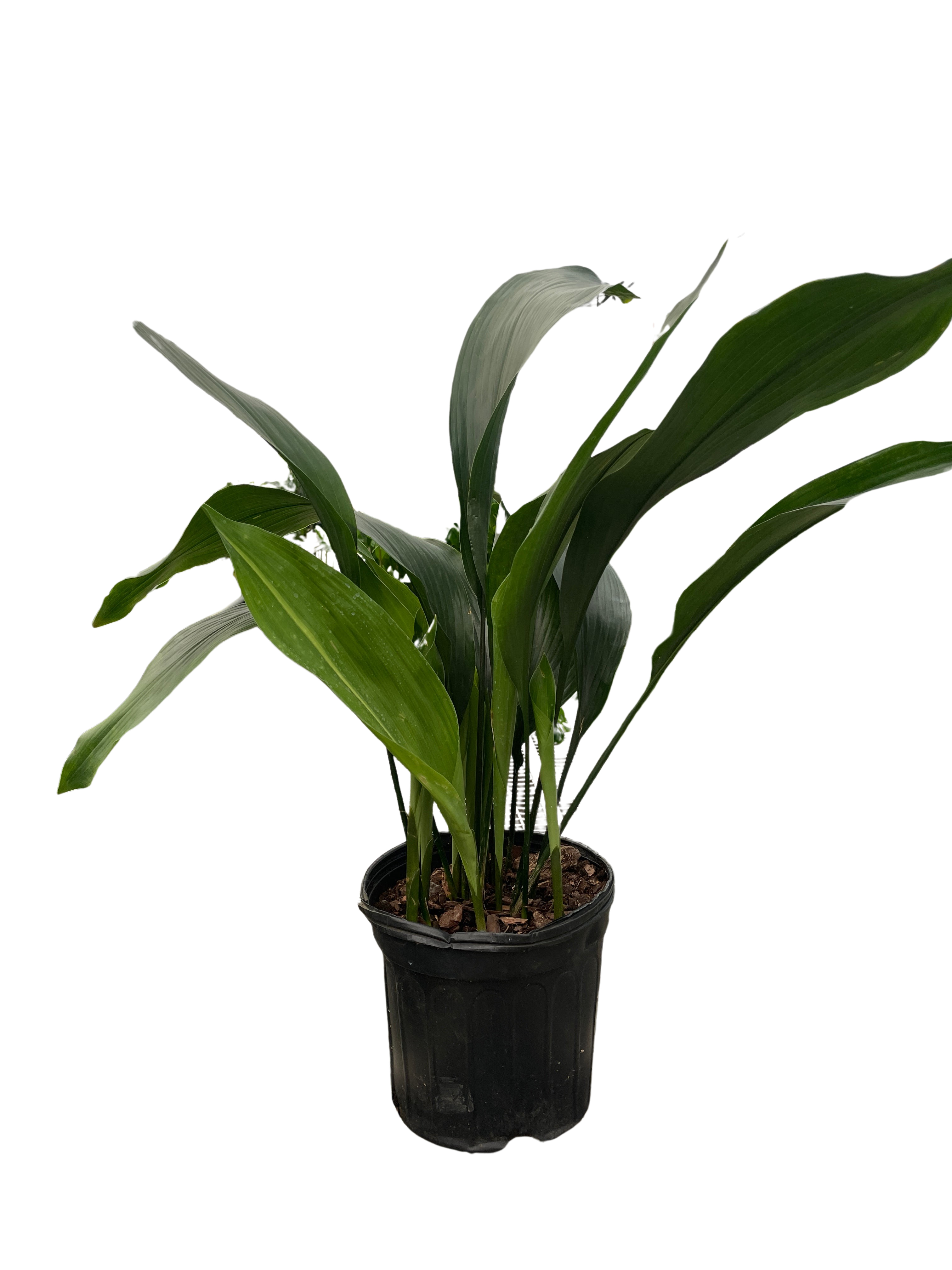 Aspidistra &