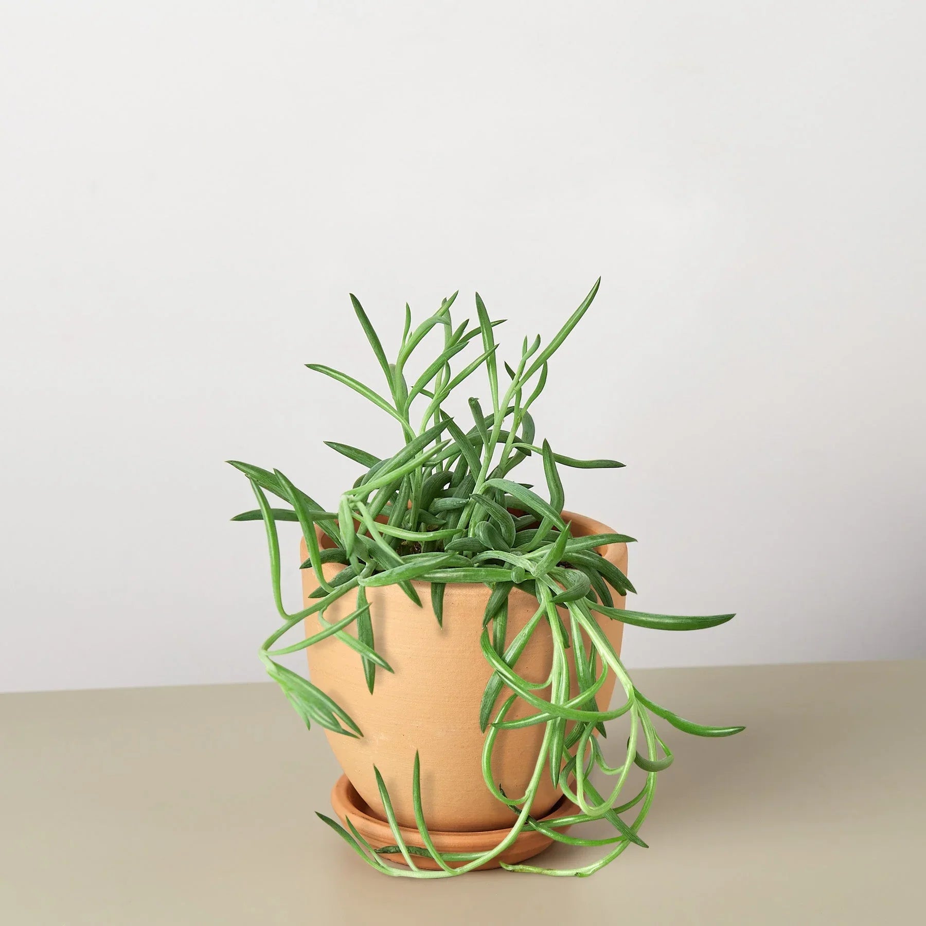 Senecio Succulent &