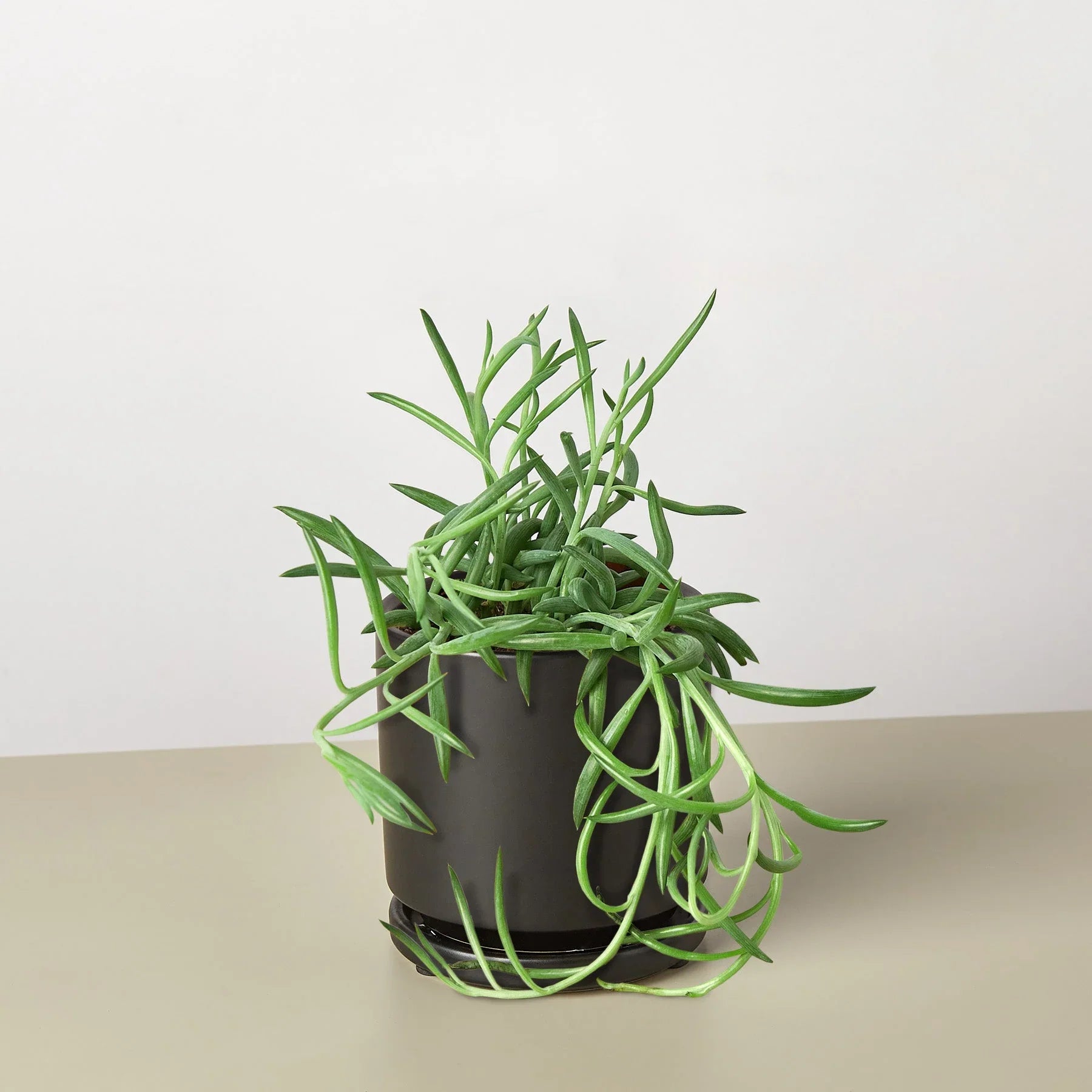 Senecio Succulent &