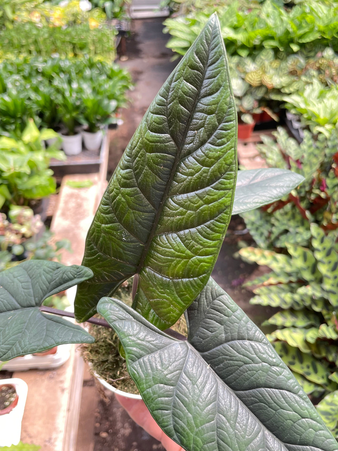 Alocasia &