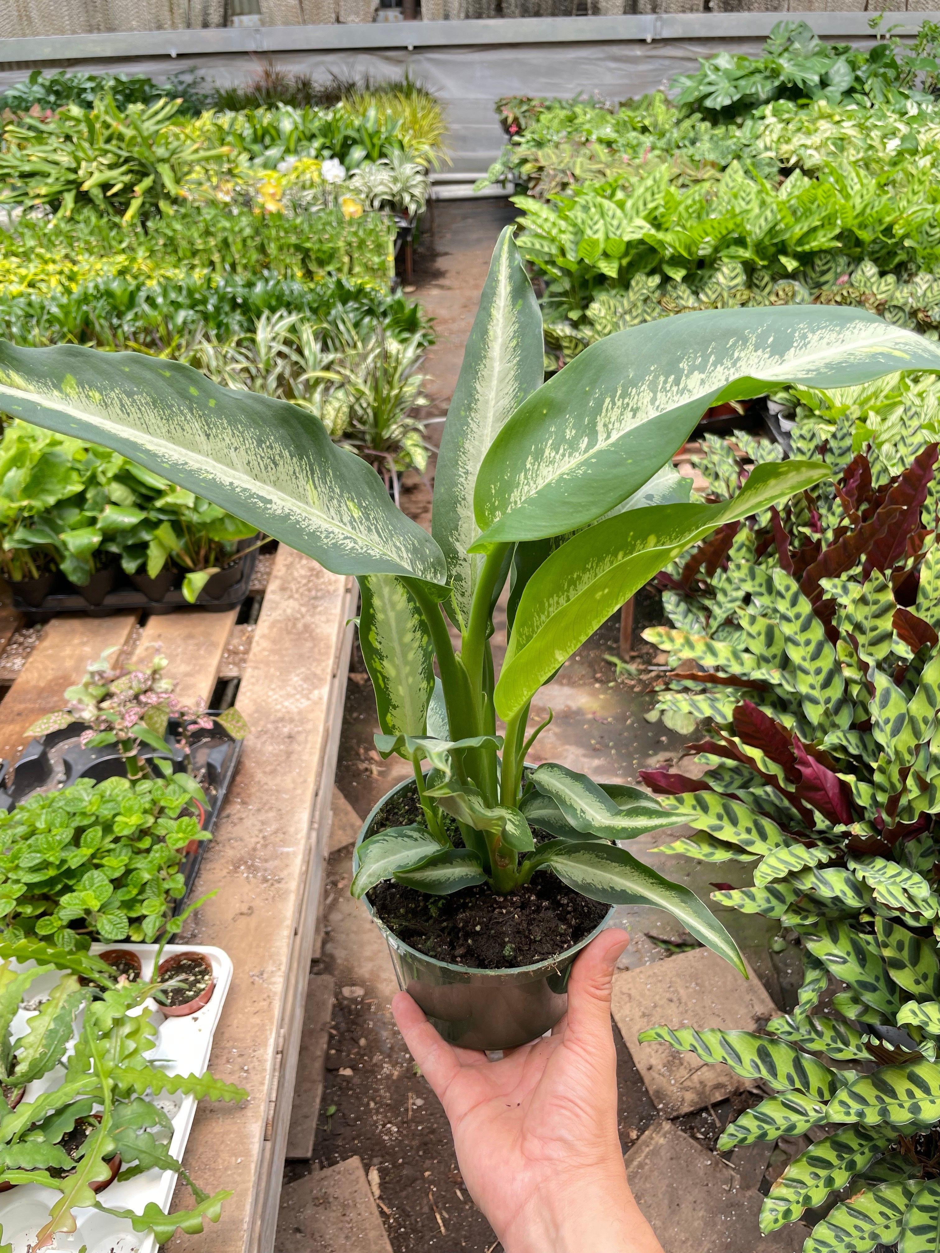 dieffenbachia panther plant Dieffenbachia Panther