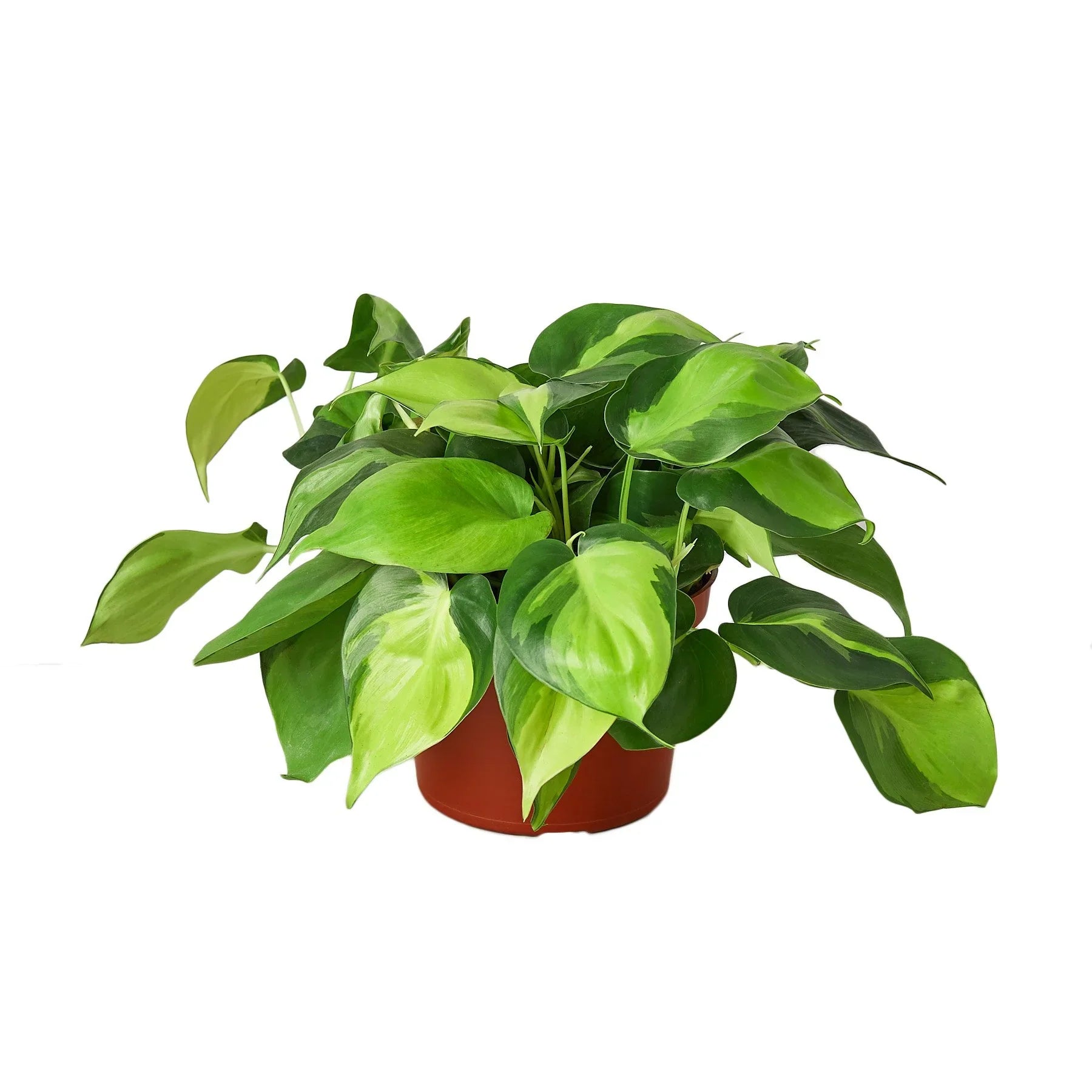 Philodendron &