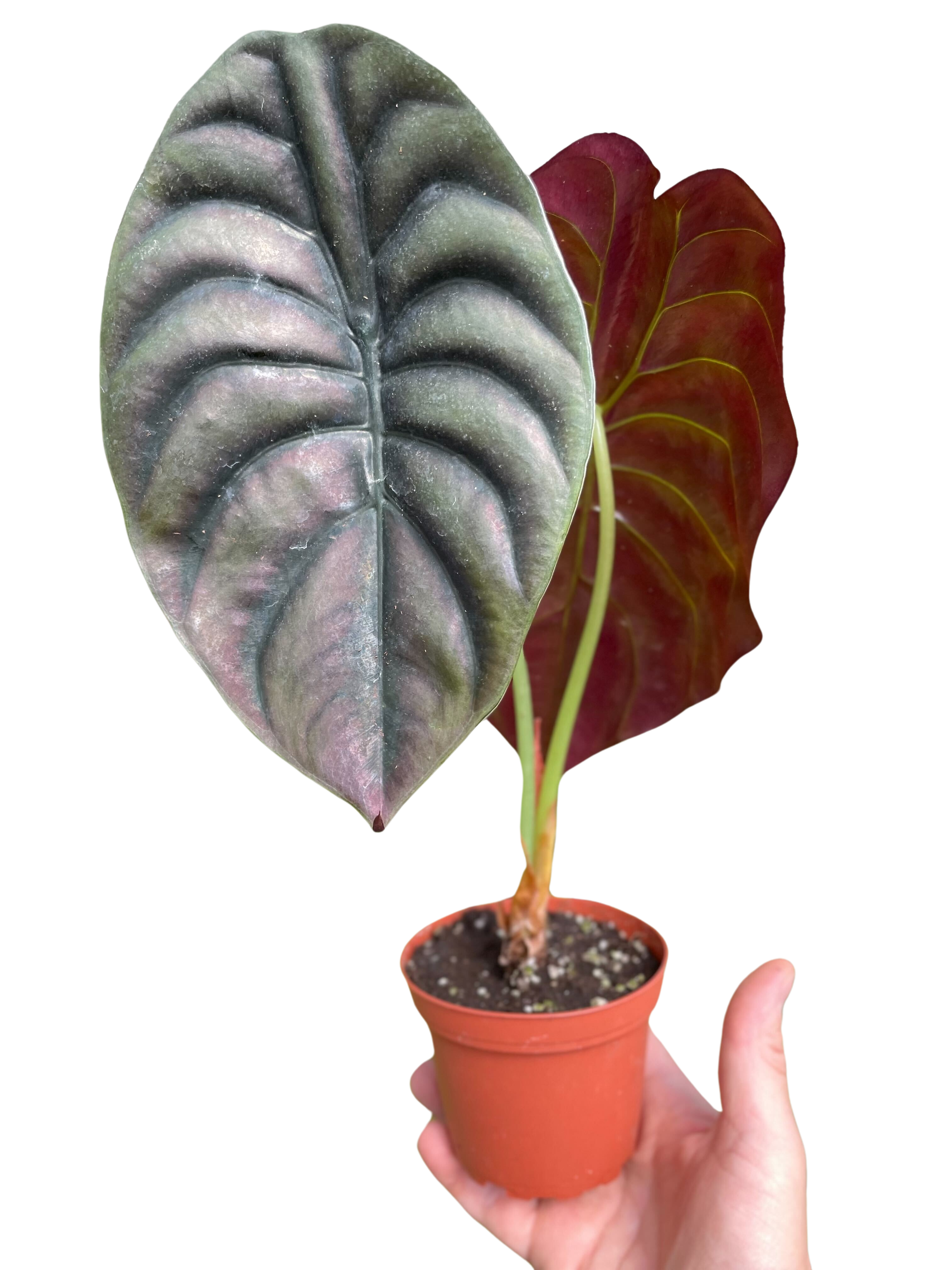 Alocasia &