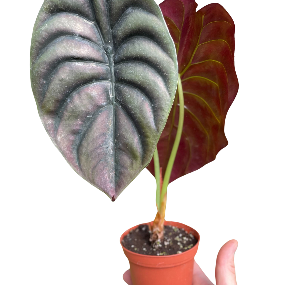 Alocasia &