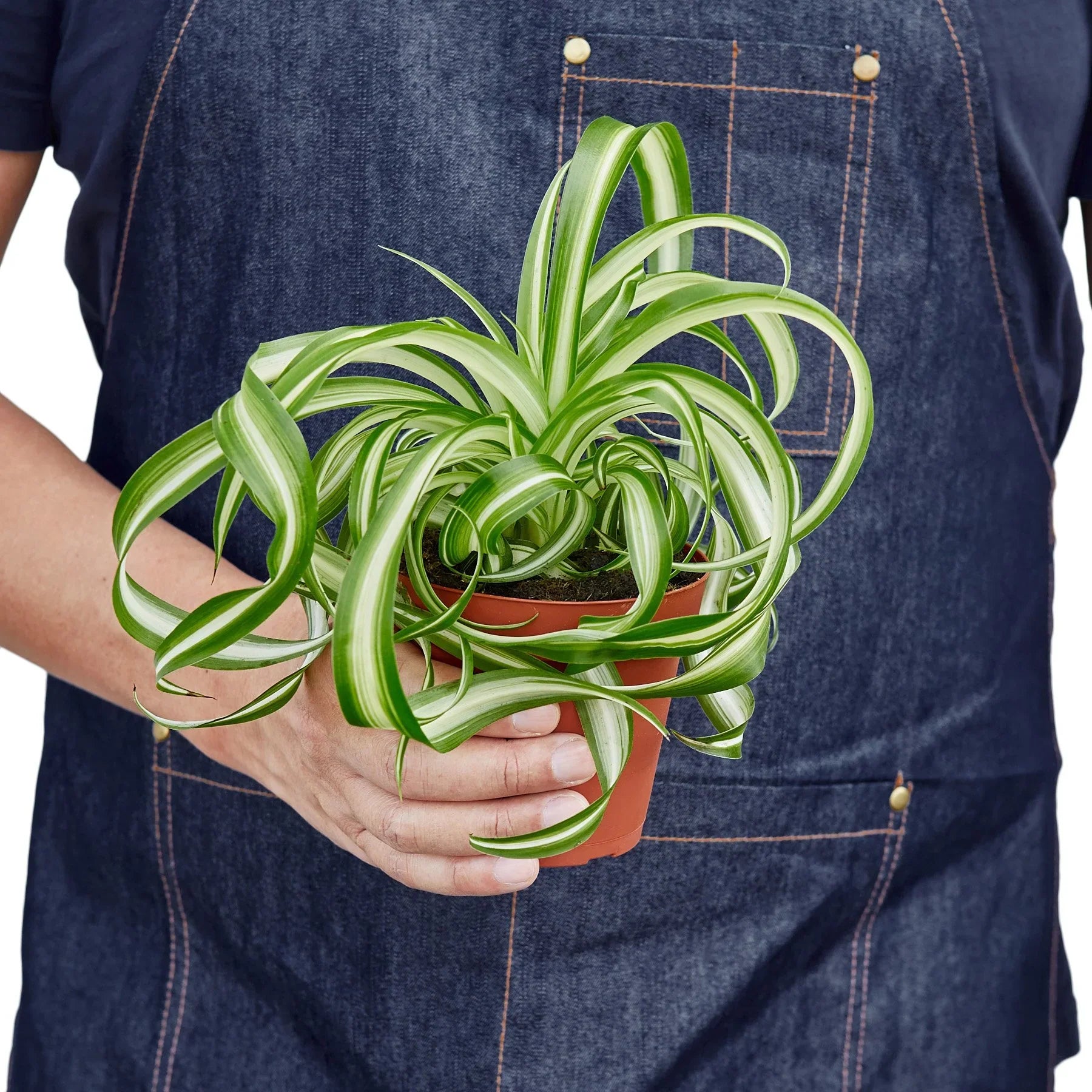 Spider Plant &