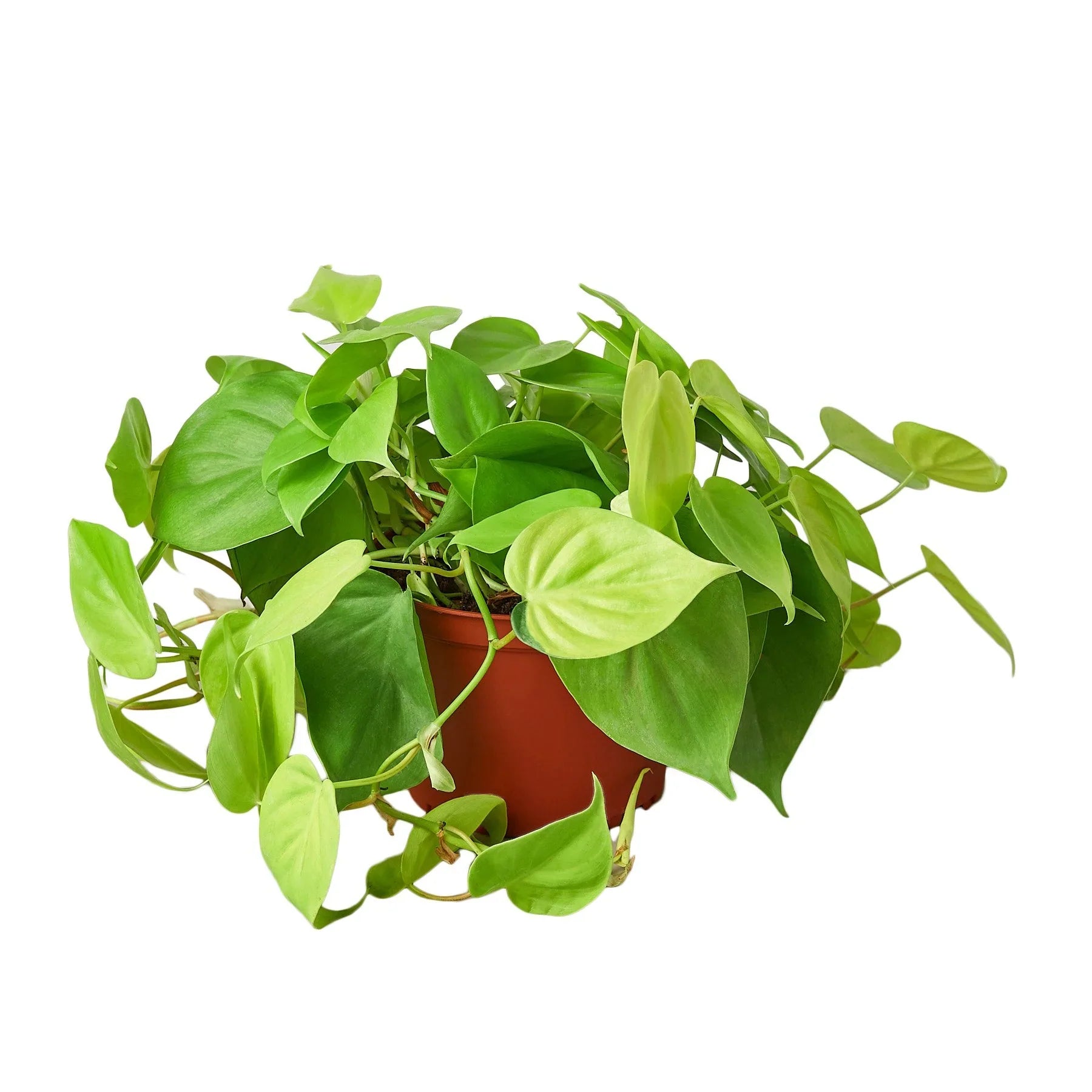 Philodendron &