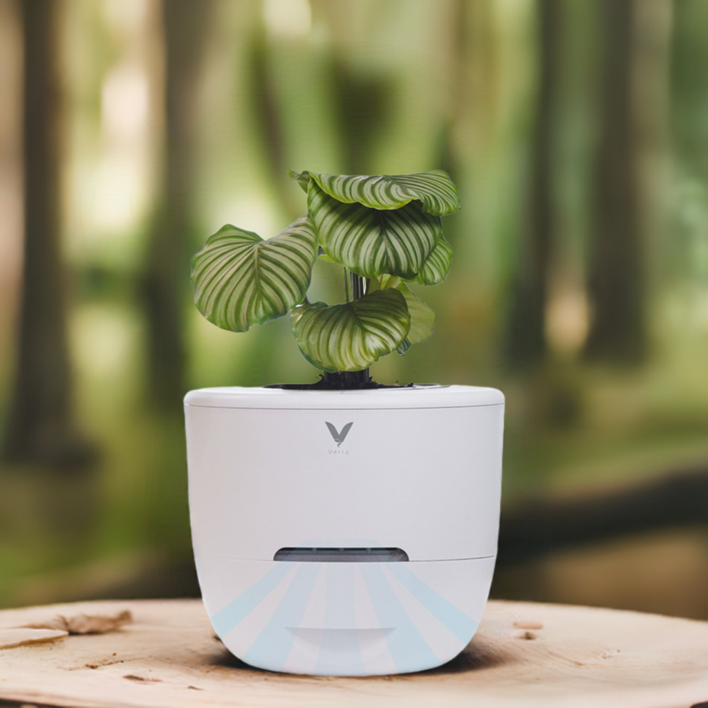 air purifier flower plant Verta Air BASIC: 2-in-1 Air Purifier & Self-Watering Irrigation