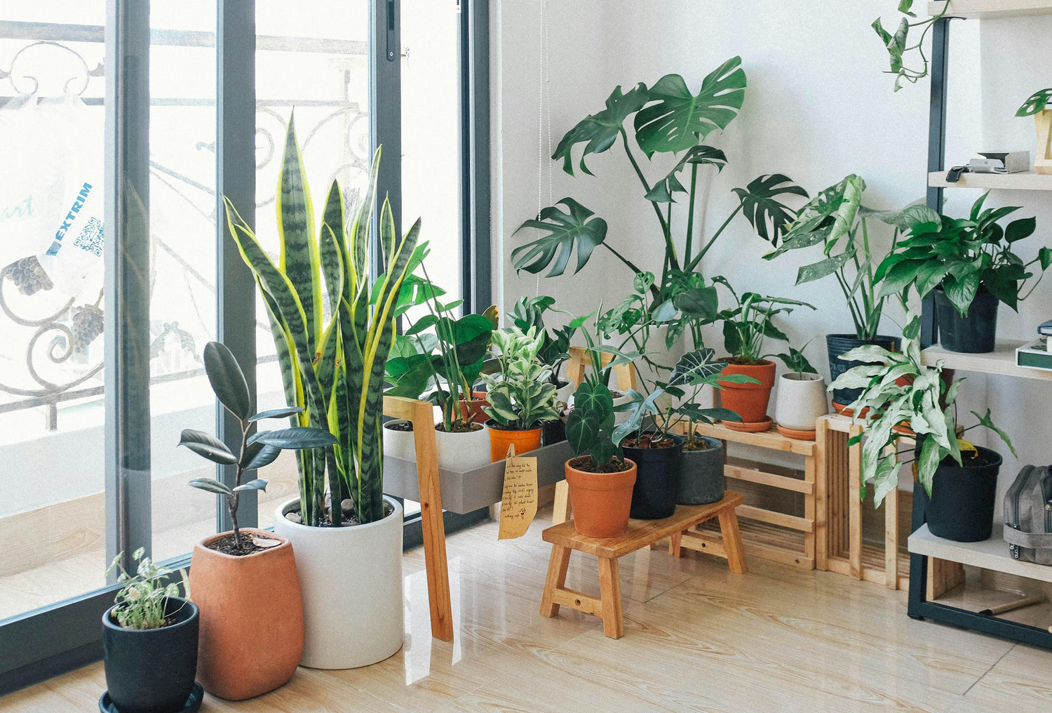 Top 16 Air Purifiying Plants recommended for Verta