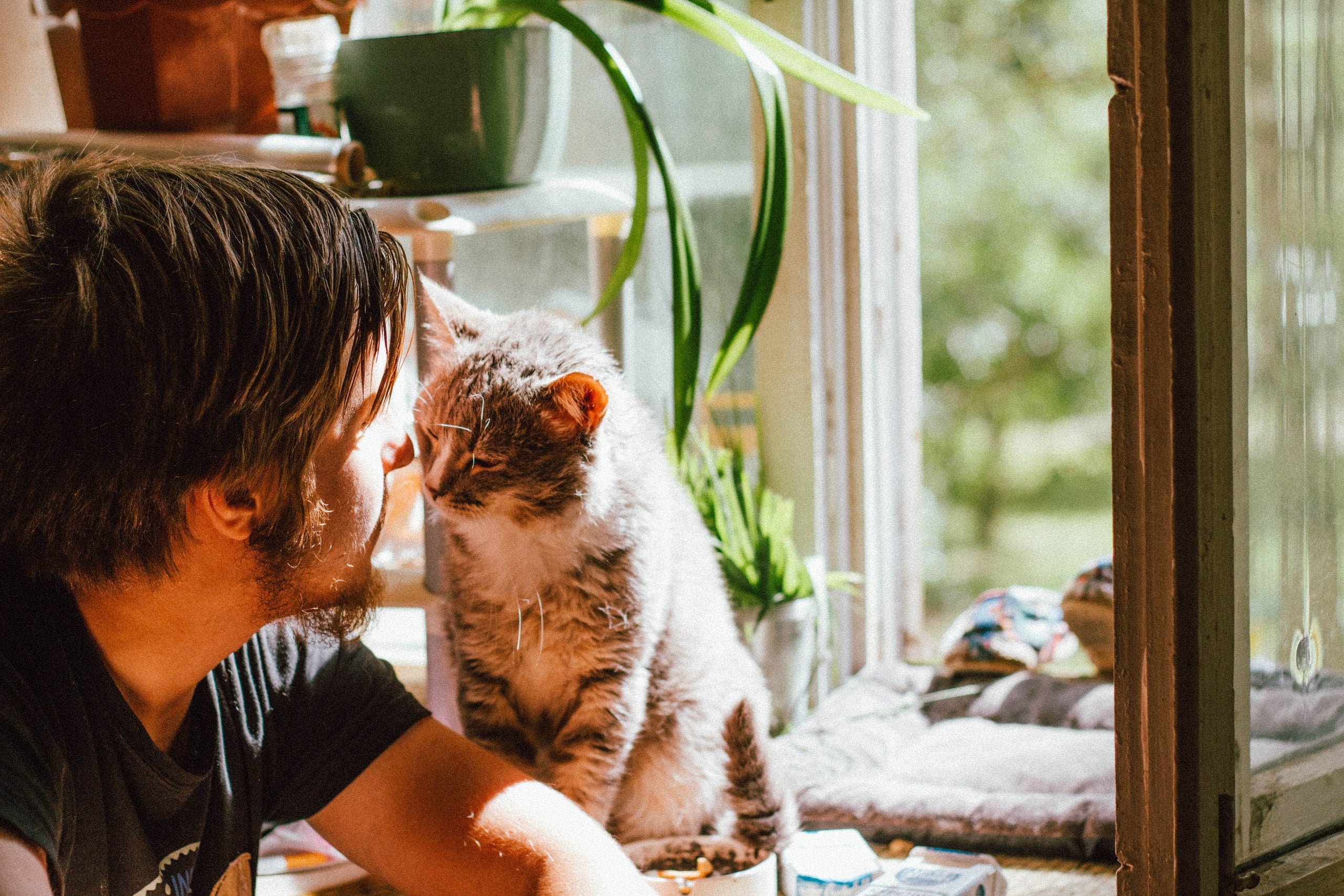  Adorable cat enjoying the company of pet-friendly indoor plants, creating a serene and harmonious environment.