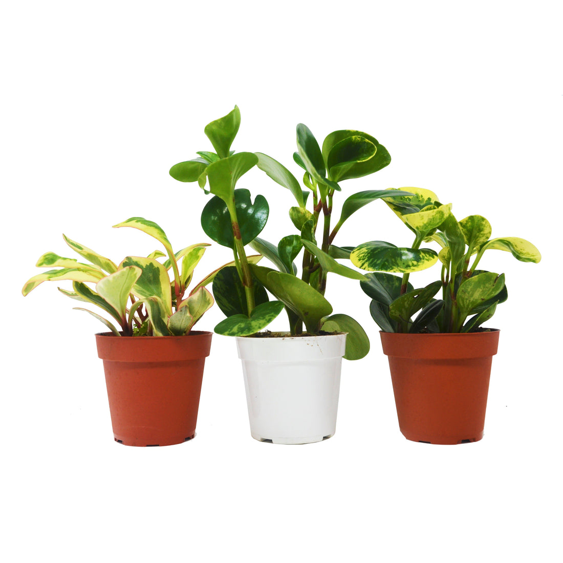3 Different Peperomia Plants in 4&quot; Pots - Baby Rubber Plants