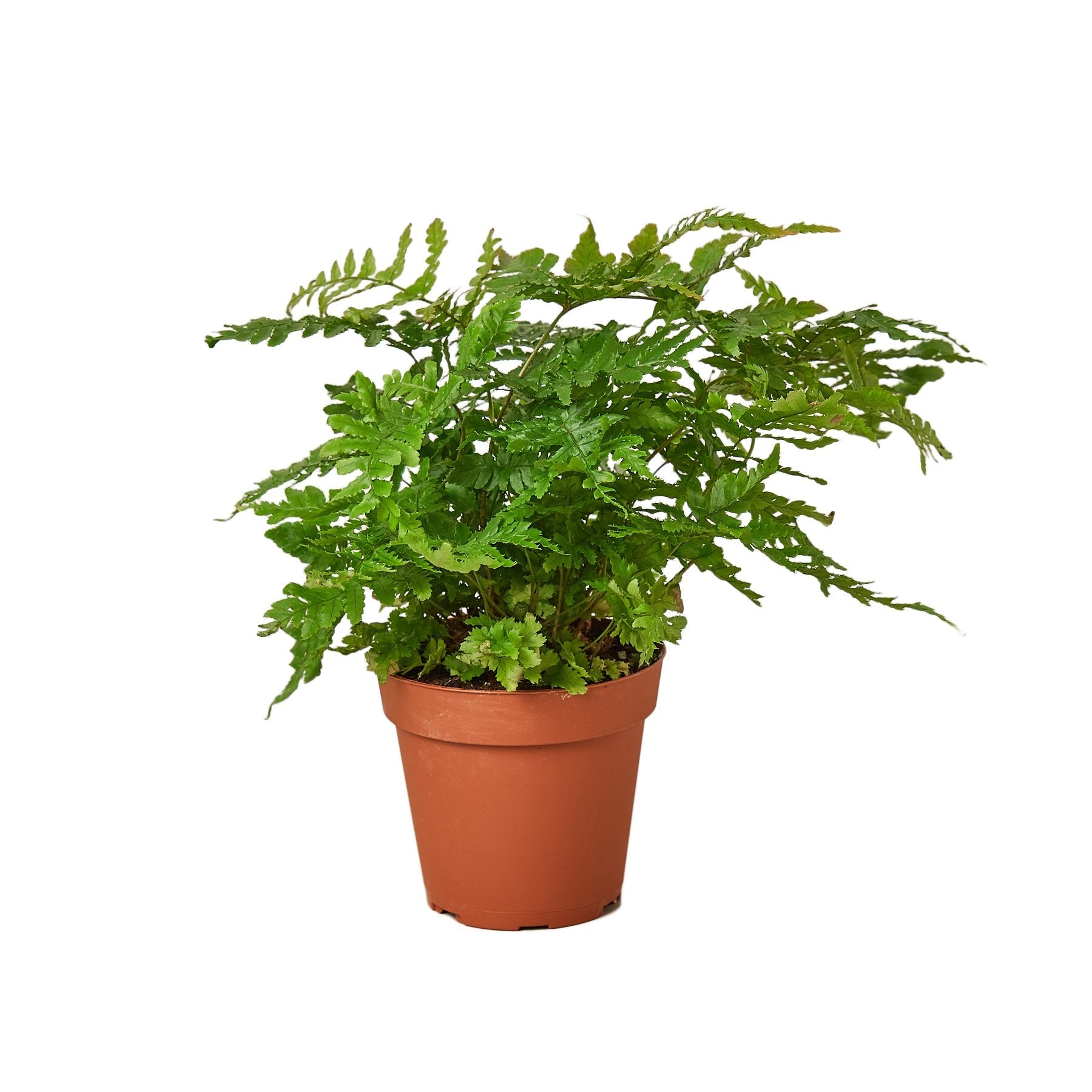 Autumn Fern Plant (Dryopteris erythrosora) – A Stunning Color-Changing Fern