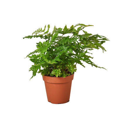 Autumn Fern Plant (Dryopteris erythrosora) – A Stunning Color-Changing Fern
