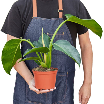 Philodendron &