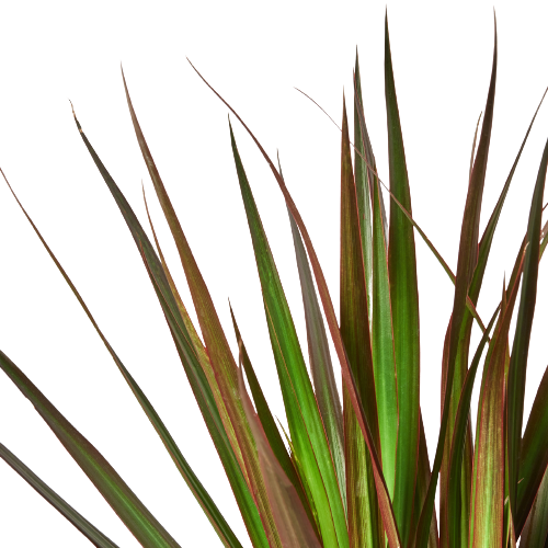 dracaena marginata open weave charcoal Dracaena 'Marginata Magenta' – Verta
