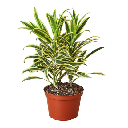 Dracaena &