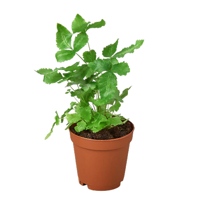 Pteris Cretica &