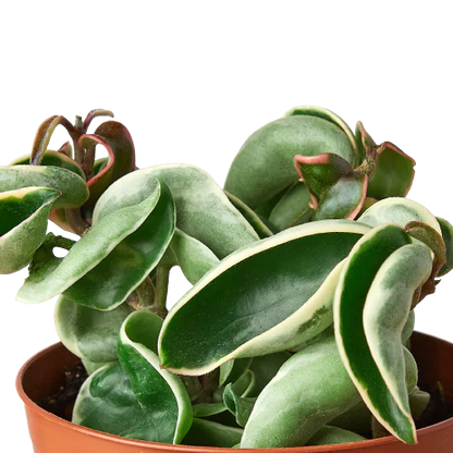 Hoya &