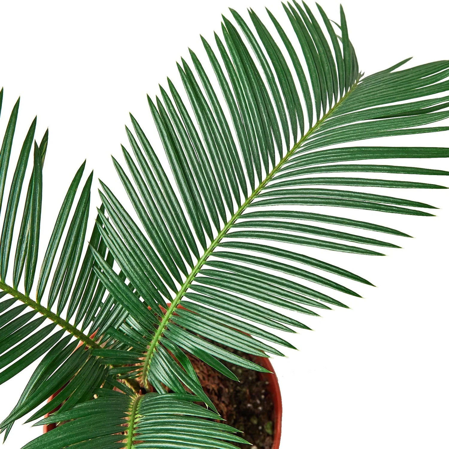 Sago Palm - In 6&quot; Pot