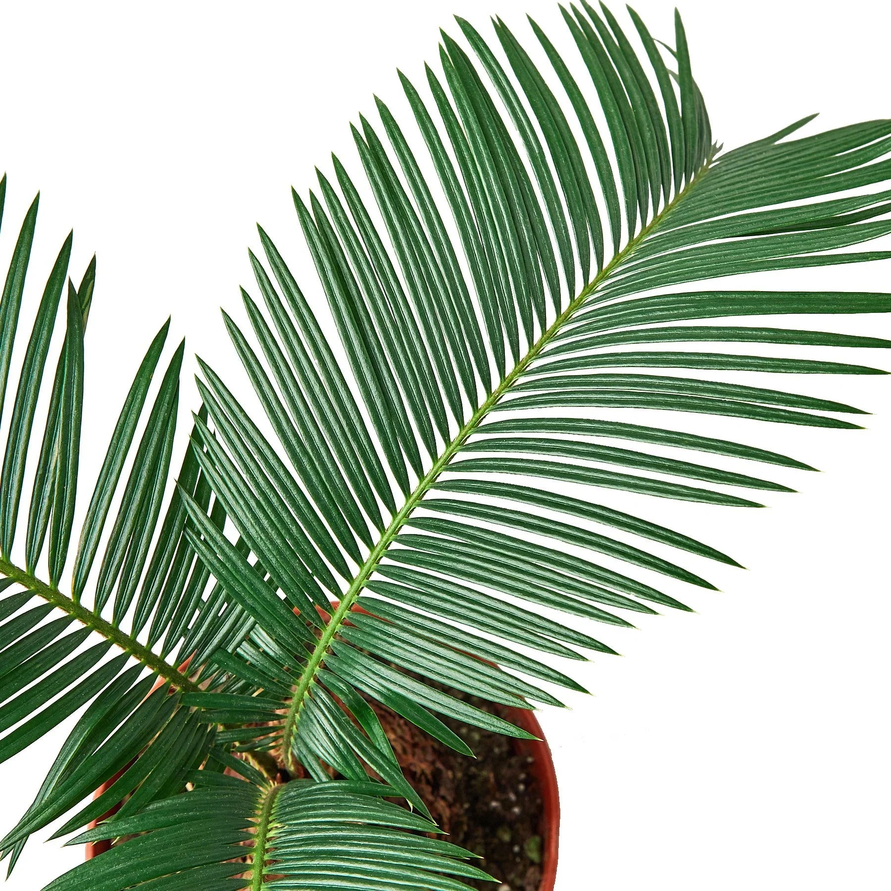 Sago Palm - In 6&quot; Pot
