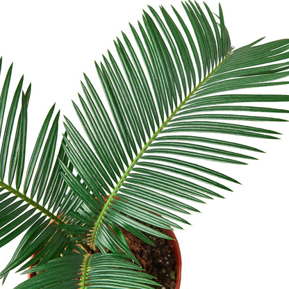 Sago Palm - In 6&quot; Pot