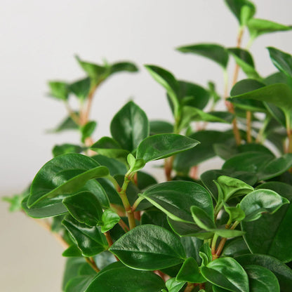 Peperomia &