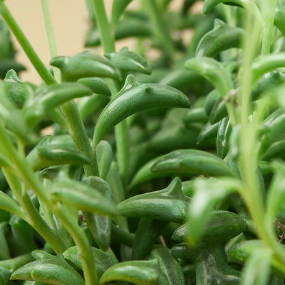 Succulent &