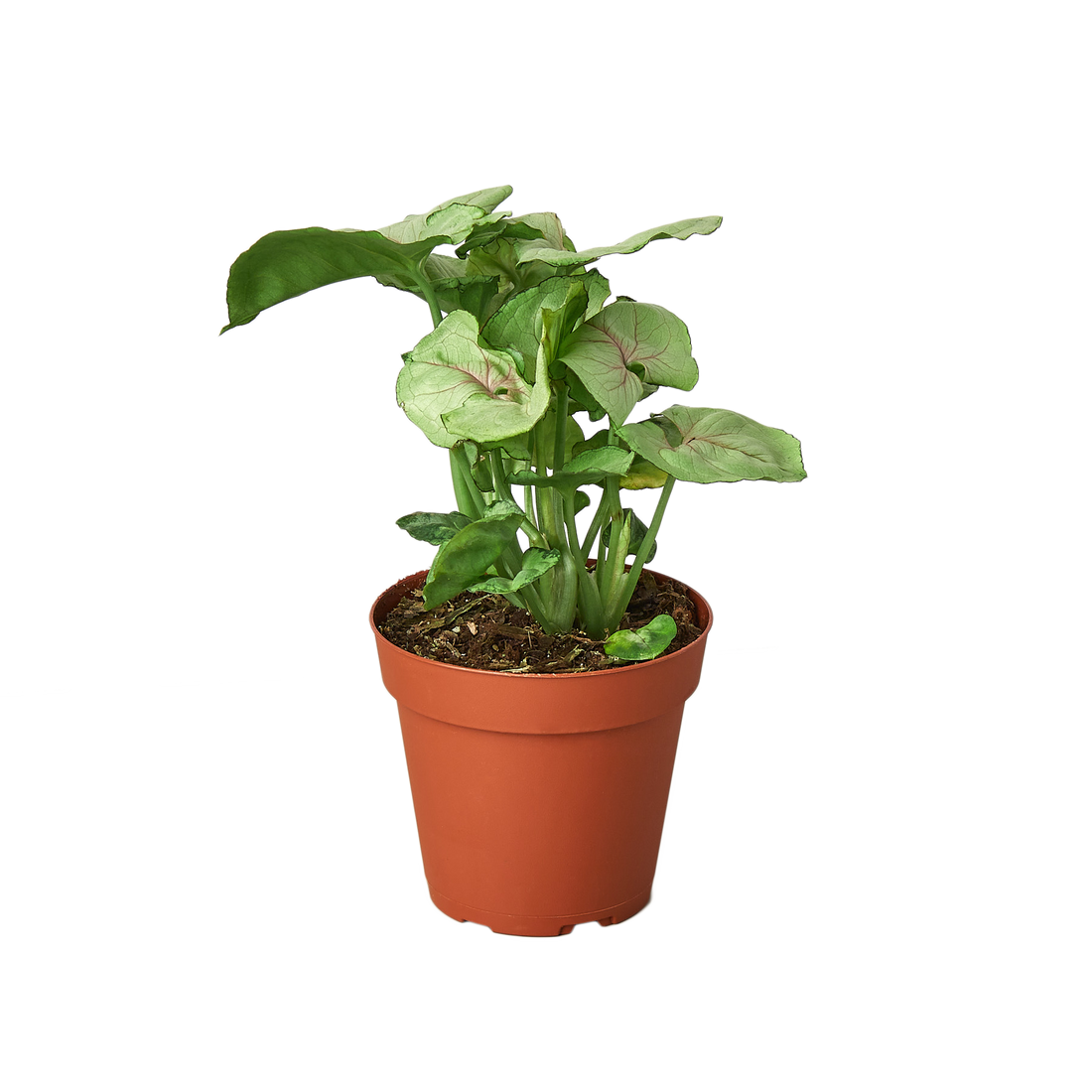 Syngonium Cream - 4" Pot