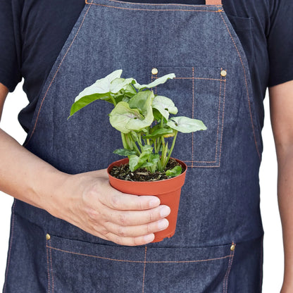 Syngonium Cream -  4&quot; Pot