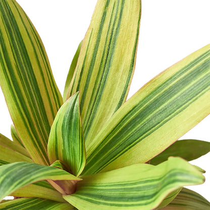 Tradescantia &