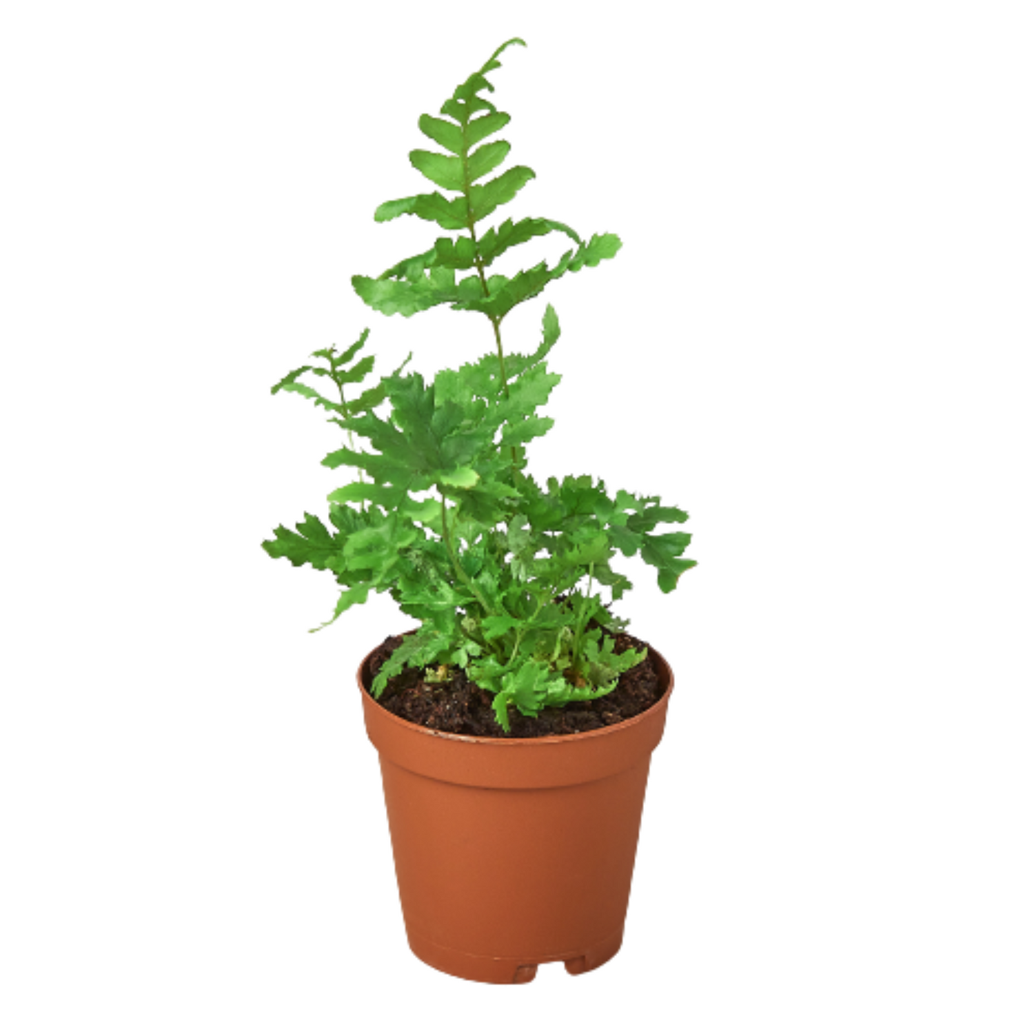 Autumn Fern Plant (Dryopteris erythrosora) – A Stunning Color-Changing Fern