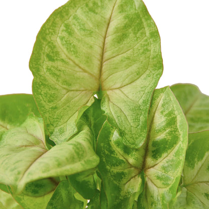 Syngonium Gold -  4&quot; Pot