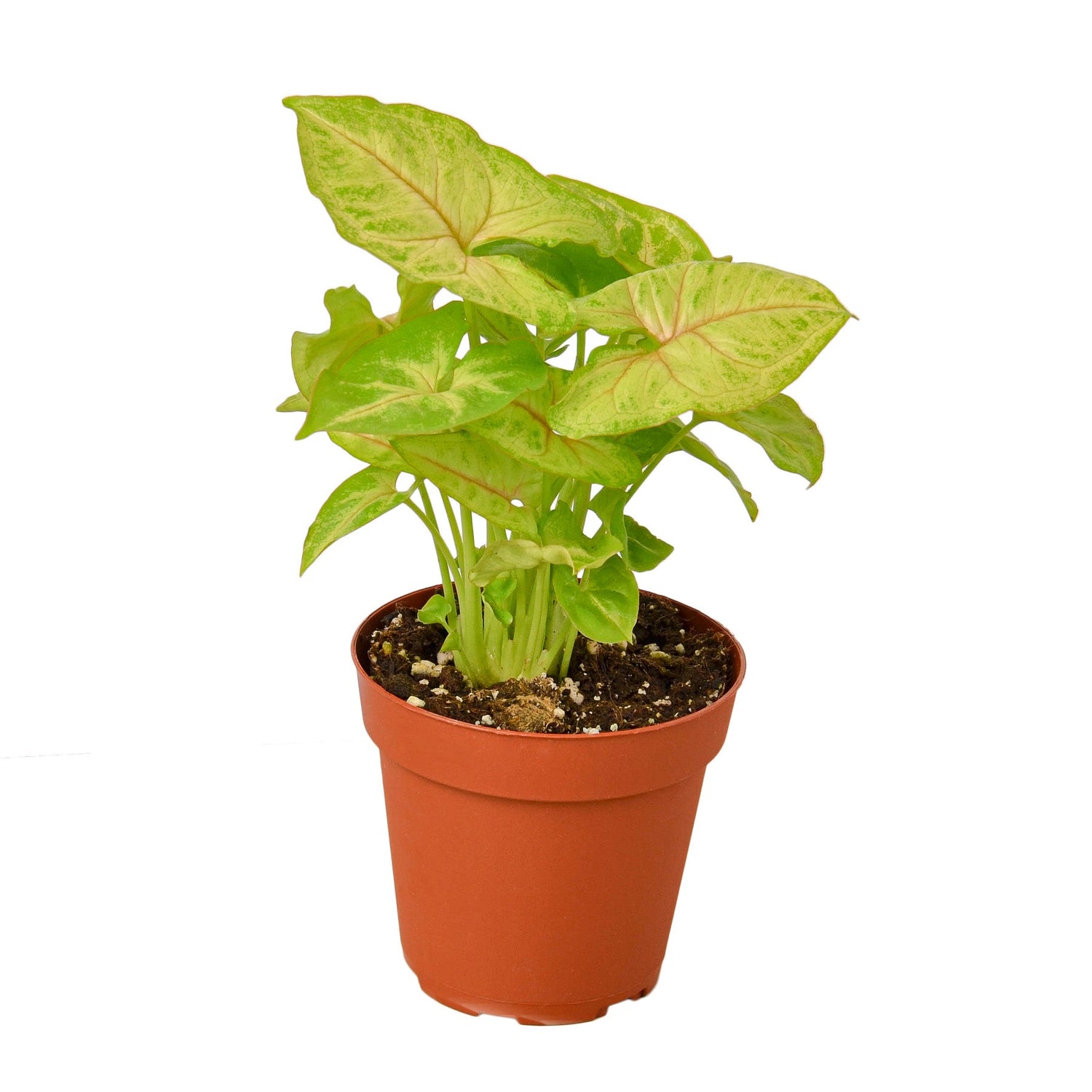 Syngonium Gold -  4&quot; Pot