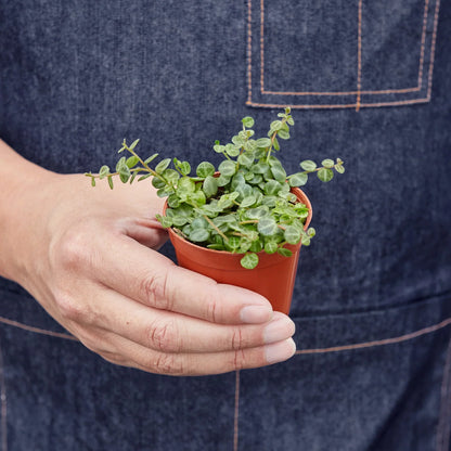 Peperomia Prostrata &