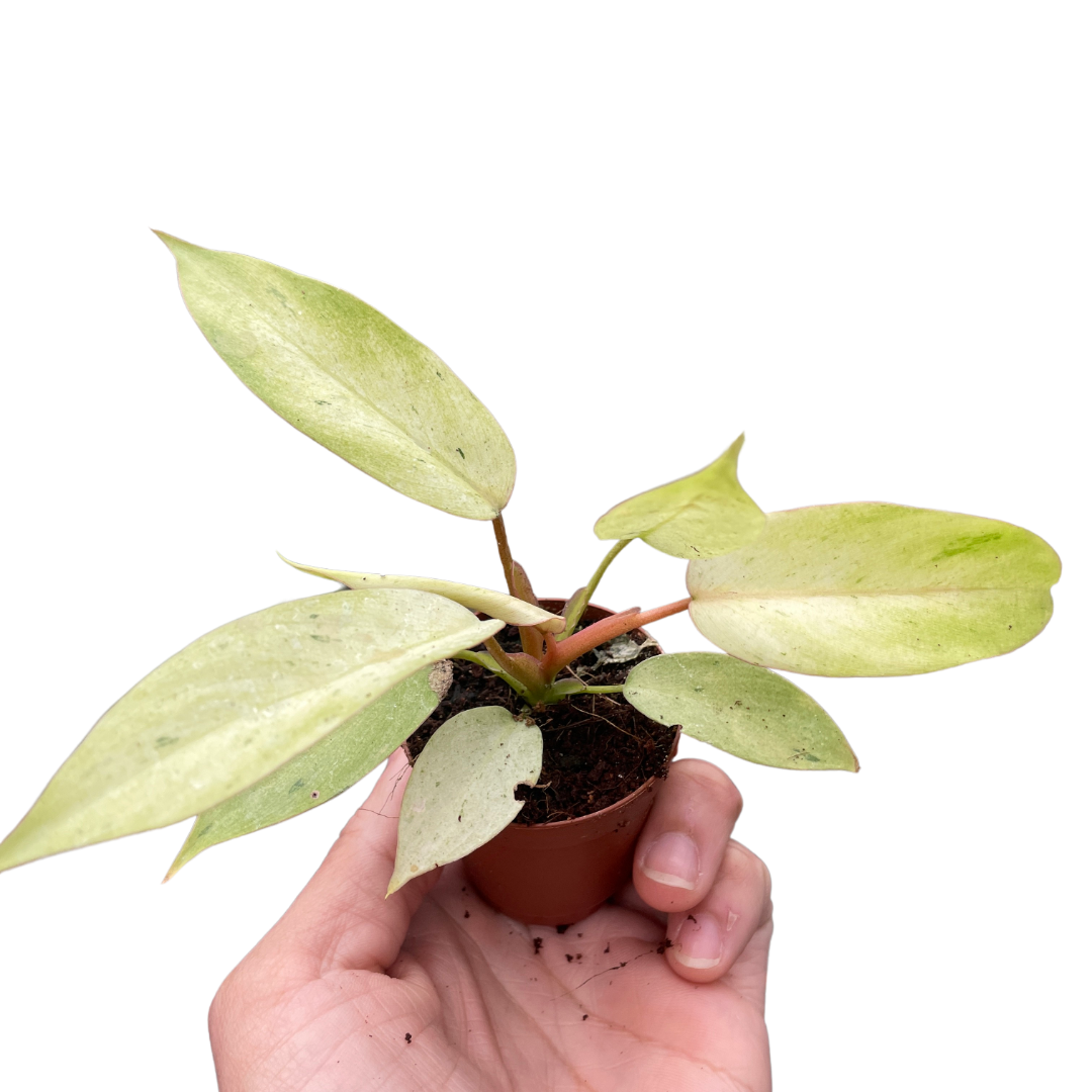 Philodendron &