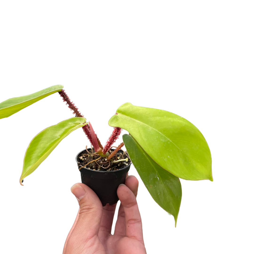 Philodendron &