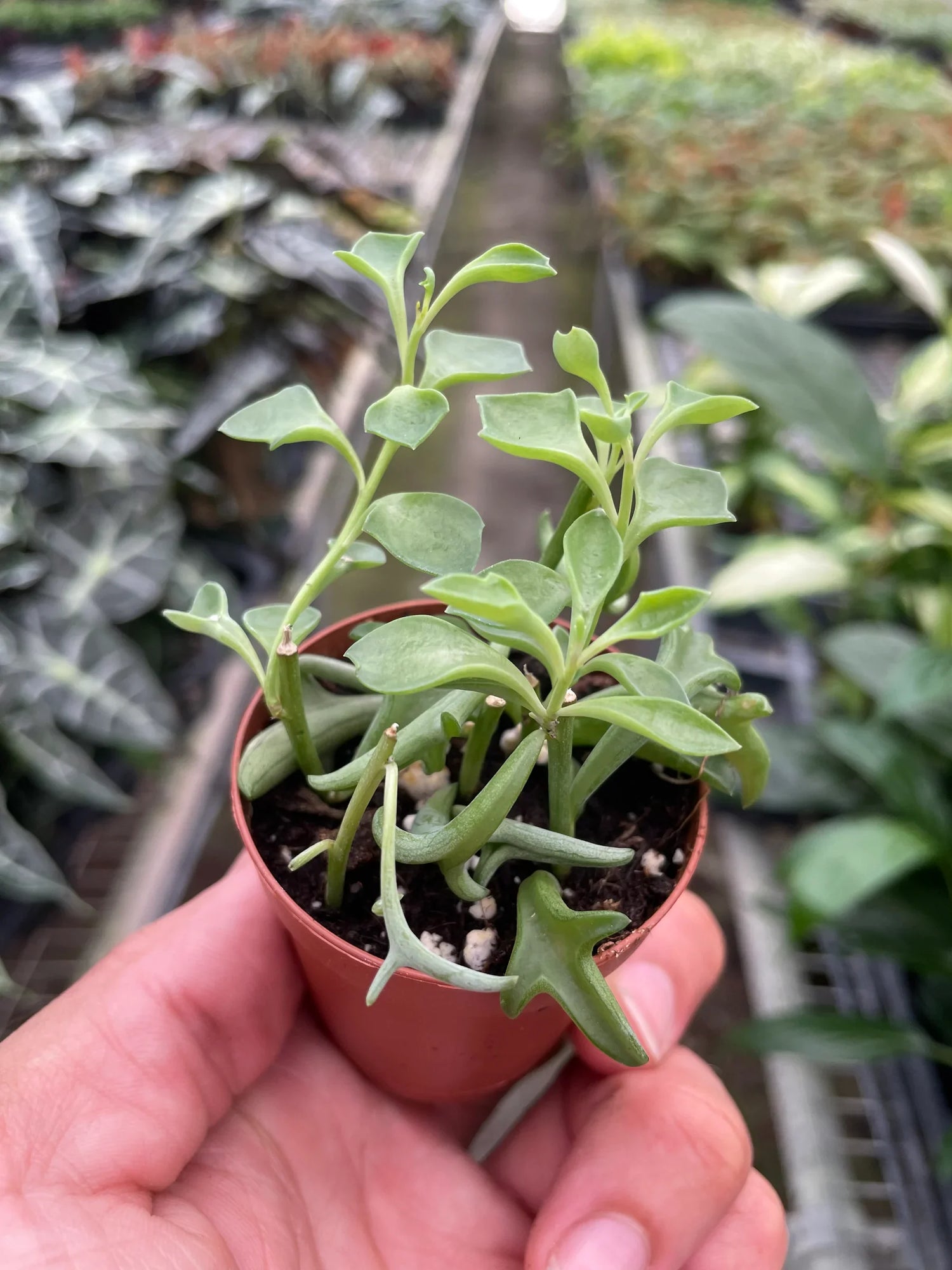 Succulent &