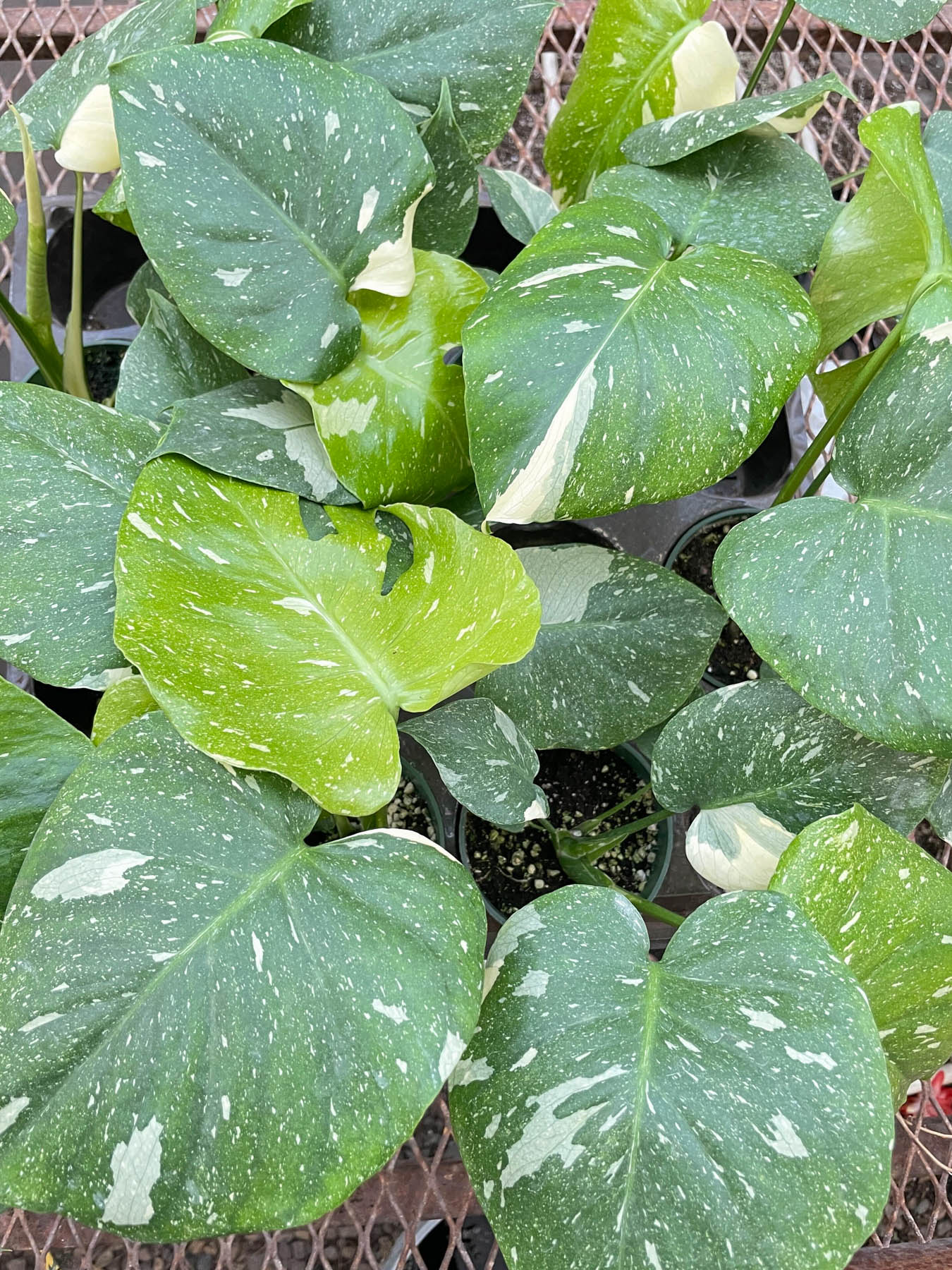 Monstera &