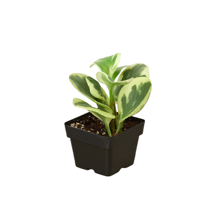 Peperomia &